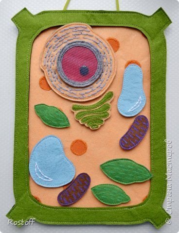 Модель-аппликация: строение клетки (двухслойная)