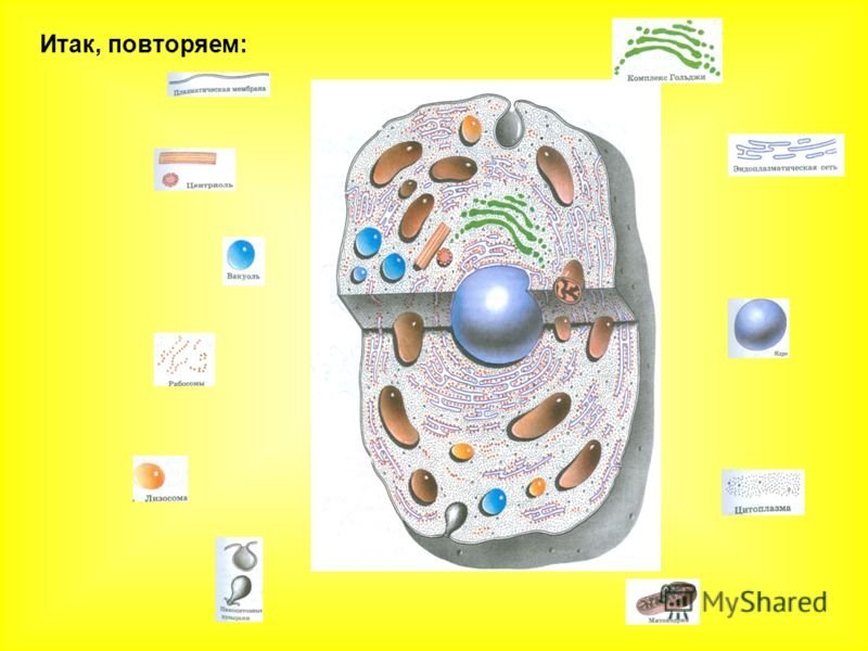 Модель растительной клетки 5 класс биология. Модель аппликация строение растительной клетки 5 класс биология. Строение растительной клетки макет. Модель растительной клетки рисунок 5 класс. Рисунок модели клетки