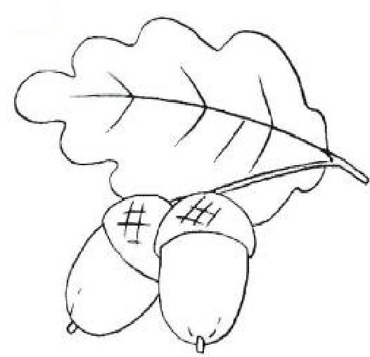 Дубовый лист рисунок