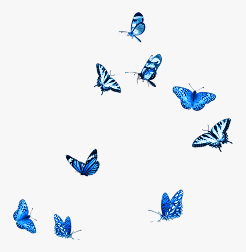 Бабочки летают вокруг. Бабочки на белом фоне. Много бабочек без фона. Синие бабочки на прозрачном фоне. Бабочка без фона.