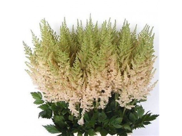 Астильба Виджан Инферно