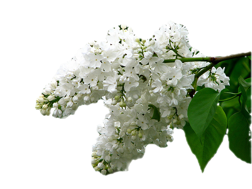 Ветка белой сирени