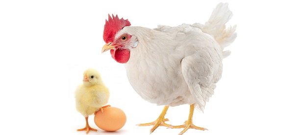 Курица без фона