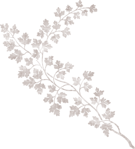 Веточка на белом фоне