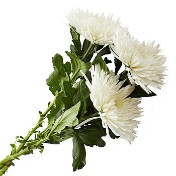 Астра одноголовая срезка