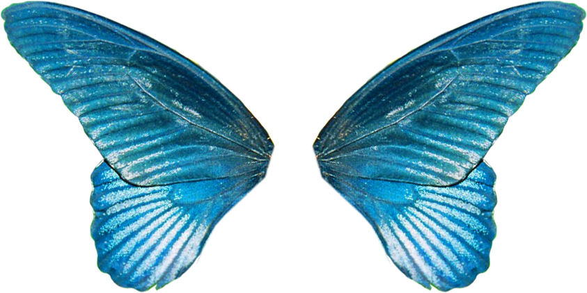 Сложенные крылья бабочки. Крылья бабочки. Крылья феи. Крылья бабочки на белом фоне. Прозрачные Крылья.