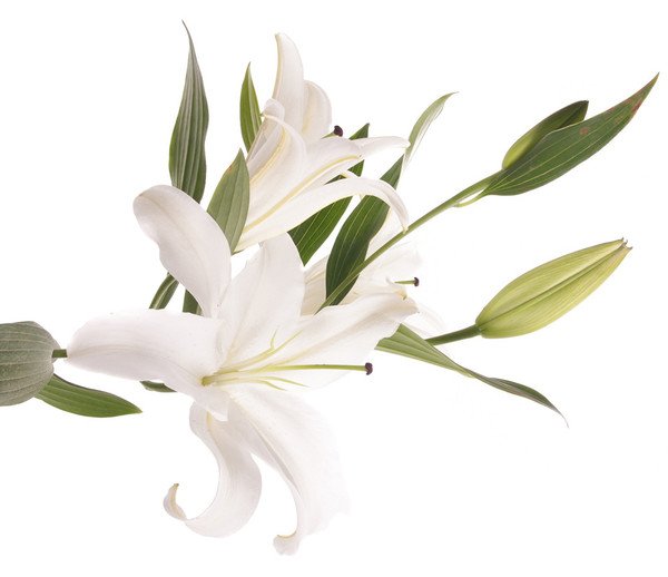Лилии на белом фоне