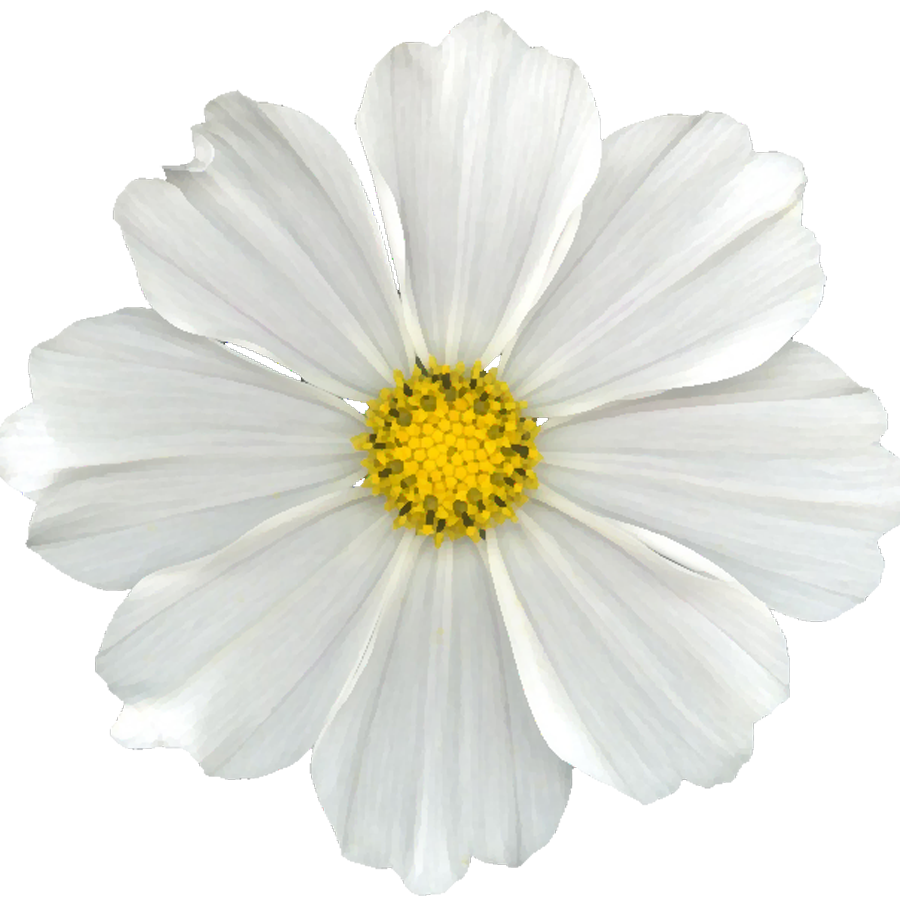 Белые цветочки картинки