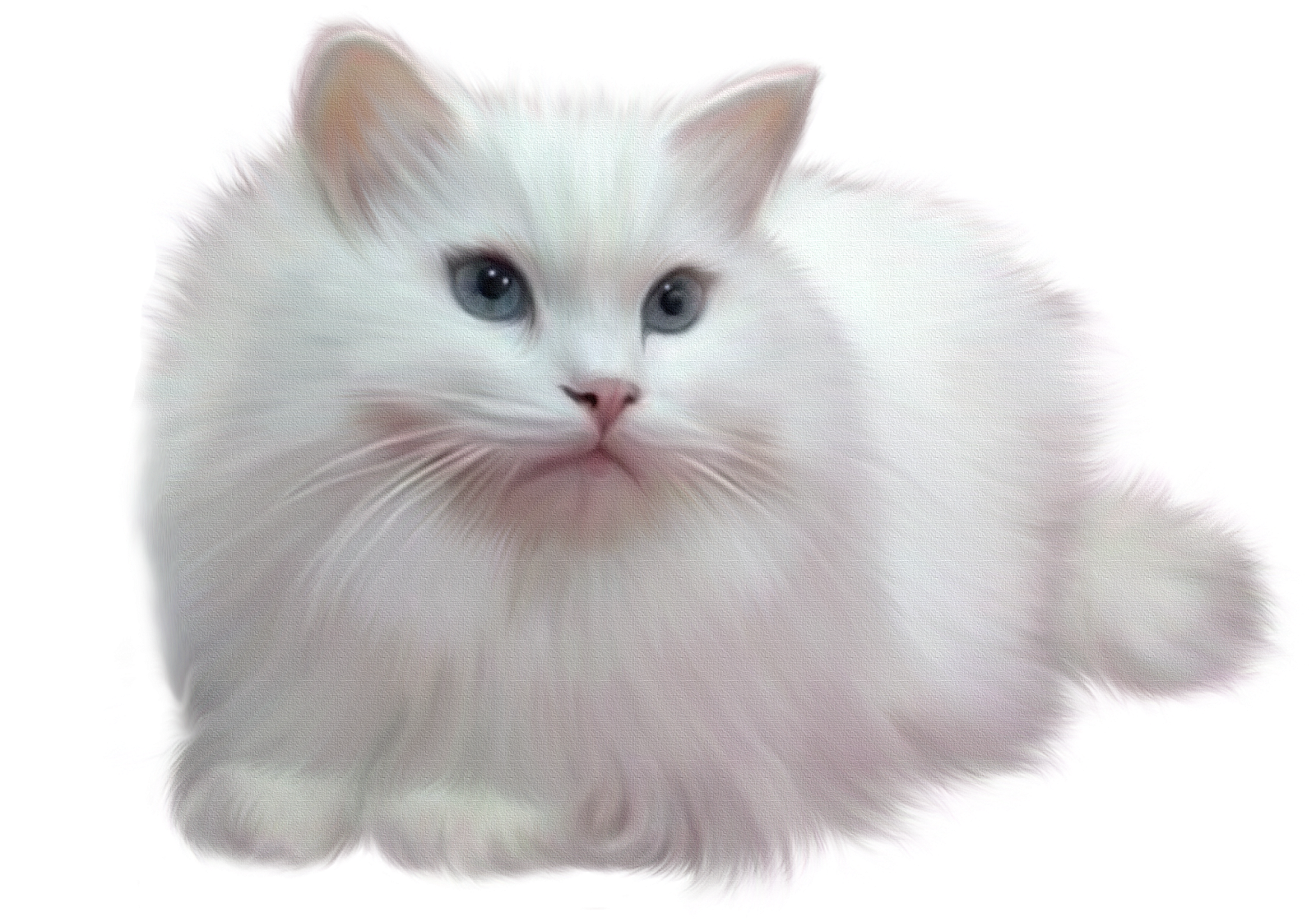 Chat tube. Пушистый котик. Белый кот на белом фоне. Белая кошка на прозрачном фоне. Котик на прозрачном фоне.