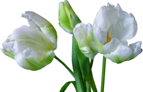 Белые тюльпаны на прозрачном фоне
