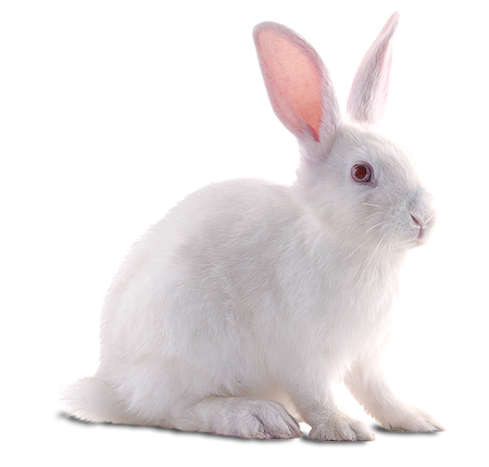 Заяц белый для детей