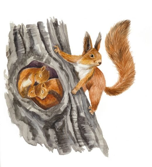 Белка в дупле