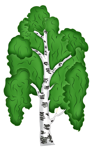 Береза для детей дошкольного возраста