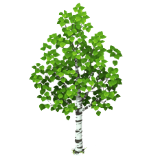 РБЕРЕЗА на прозрачносм ФОГЕ