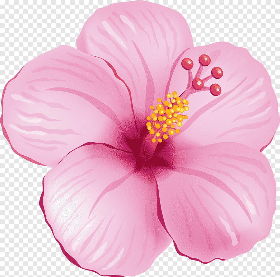 Нарисовать розовый цветок. Гибискус тропики Гавайи. Цветок гибискуса на прозрачном фоне. Гибискус (Hibiscus) прозрачный фон. Картинки цветов на прозрачном фоне.