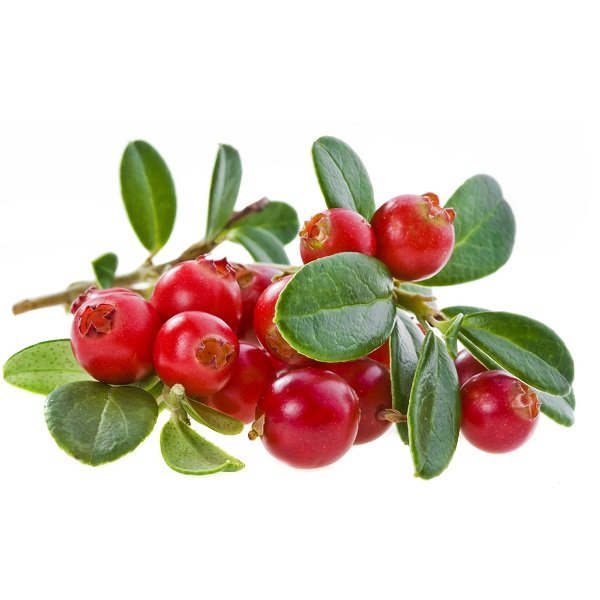 Клюква клипарт