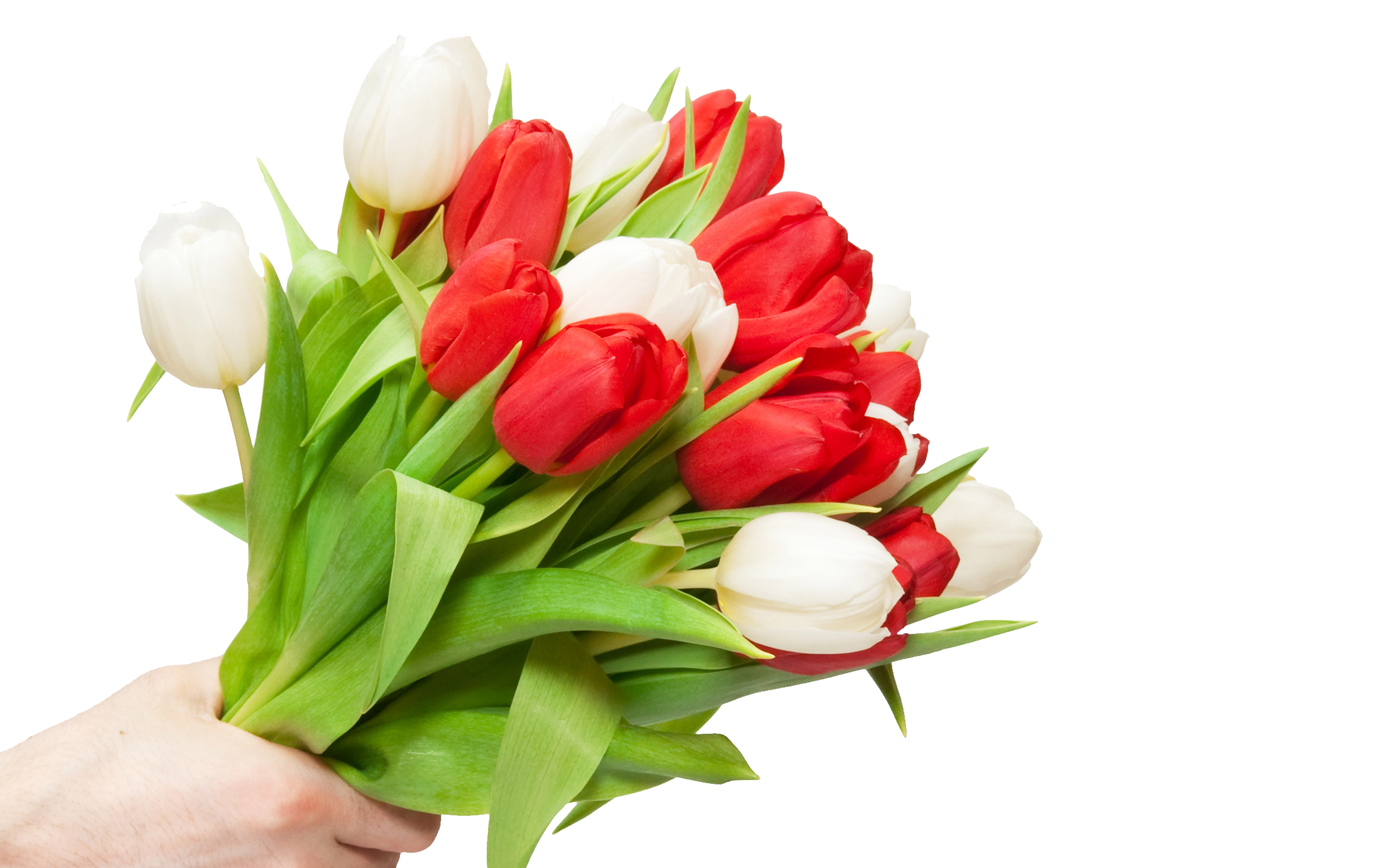 Сколько дарят цветов тюльпанов. Букет цветов тюльпаны. Букет из тюльпанов. Красные тюльпаны. Букет тюльпанов на белом фоне.