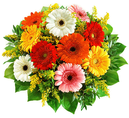 Букет из гербер на прозрачном фоне