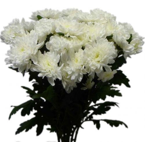 Хриз куст Зидан