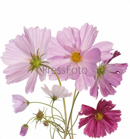 Космея без фона