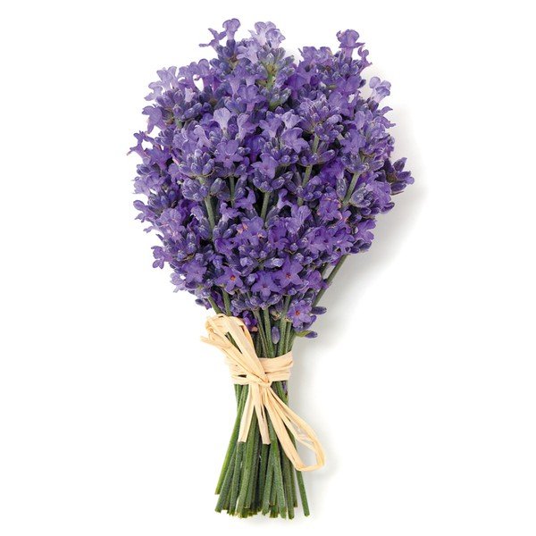 Букет лаванды на белом фоне