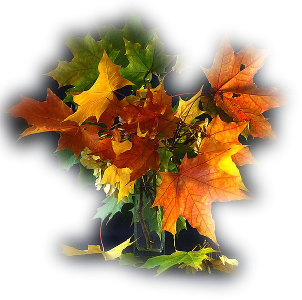 Букет из осенних листьев на прозрачном фоне