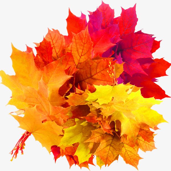 Листья для букетов