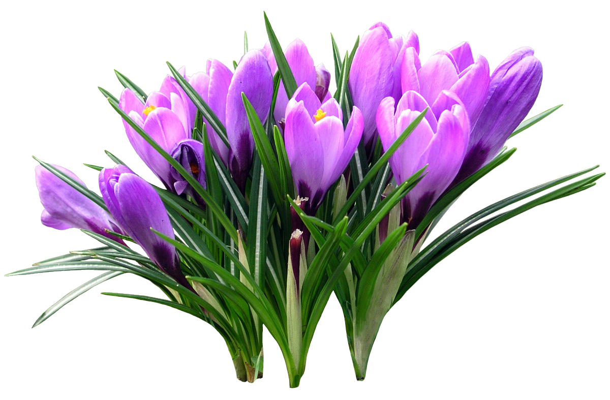 Весенний букет для детей. Пролески, подснежники, крокусы. Первоцветы крокусы. Первоцветы тюльпаны. Крокус весенний фиолетовый.