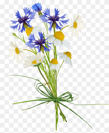 Ромашки и васильки