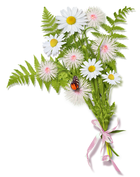 Полевые цветы без фона