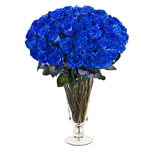 Роза Венделла синяя