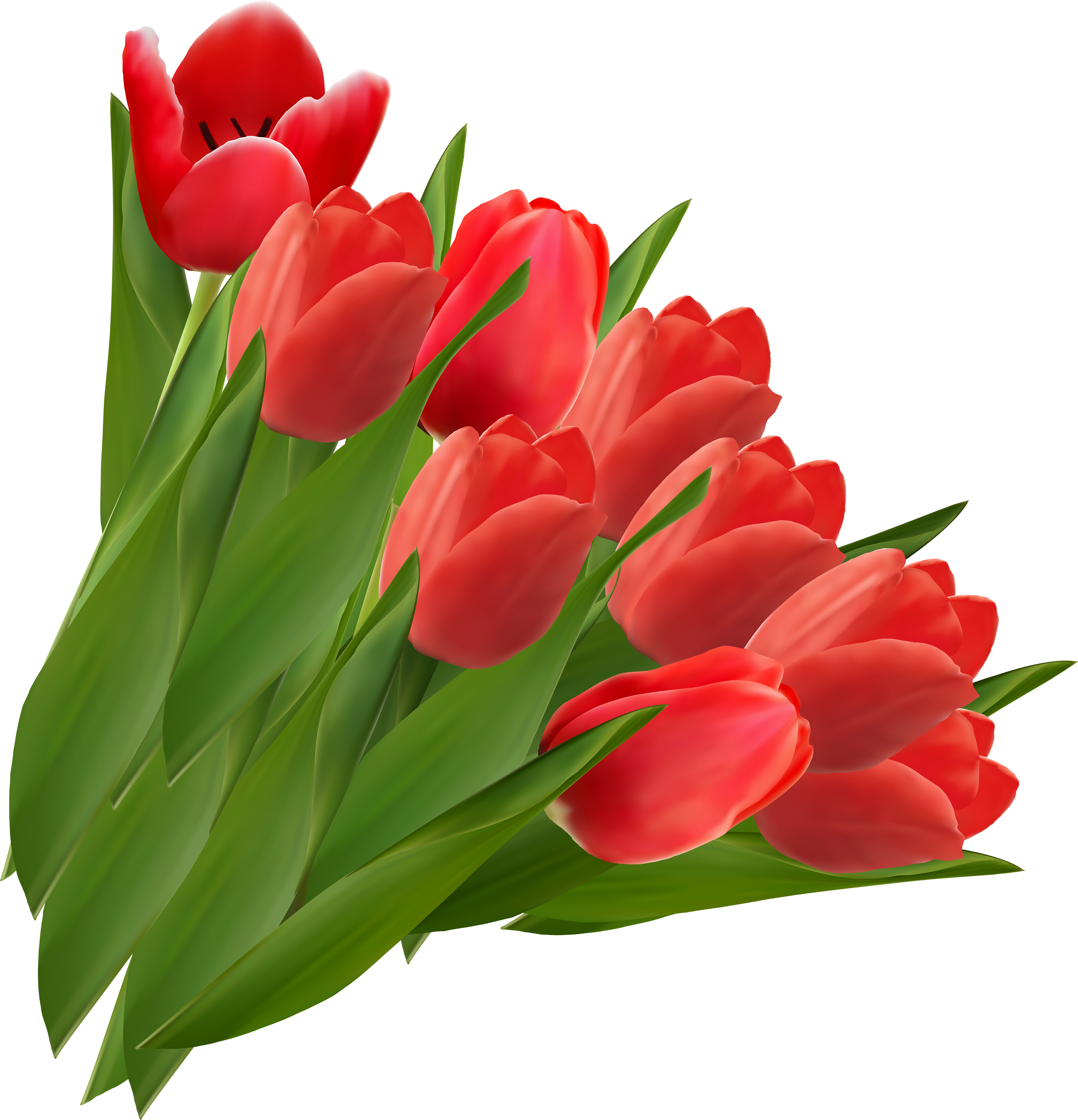 Тюльпаны png на прозрачном. Тюльпан Тулип. Тюльпан Амадеа. Тюльпан Red Bouquet. Тюльпаны срезка.