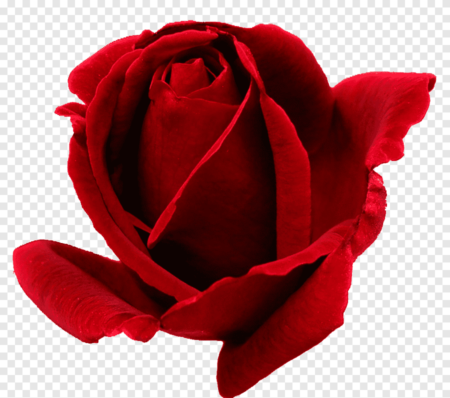 Красные розы. Бордовые розы на прозрачном фоне. Бутон красной розы.