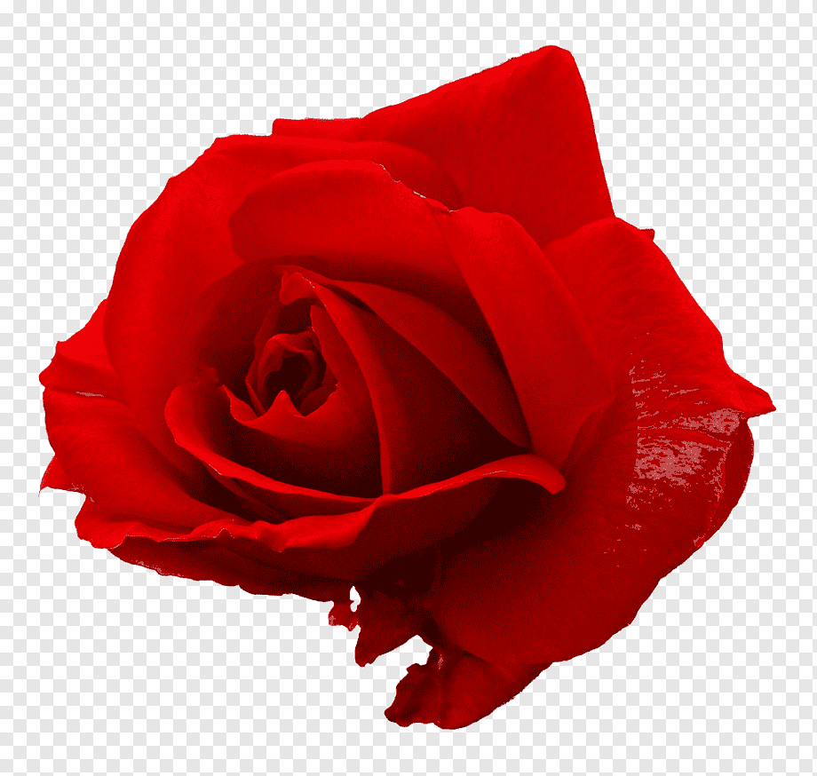 Красные розы. Розы на прозрачном фоне. Красные розы на прозрачном фоне.