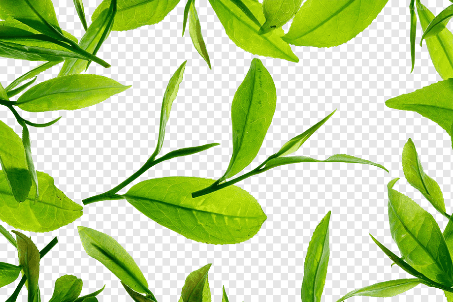 Чайный лист. Зеленый чай листья. Листья без фона. Листочки чая. Чайная листва
