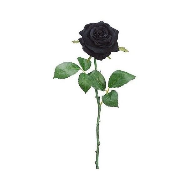 Белая роза на черном фоне