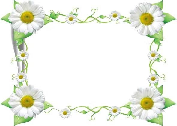 Рамка ромашки