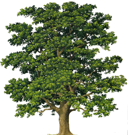 Дуб на белом фоне