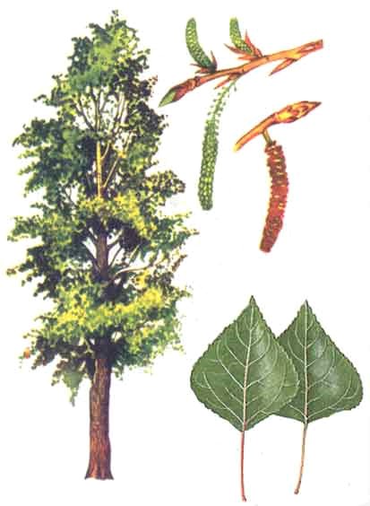 Тополь черный осокорь листья