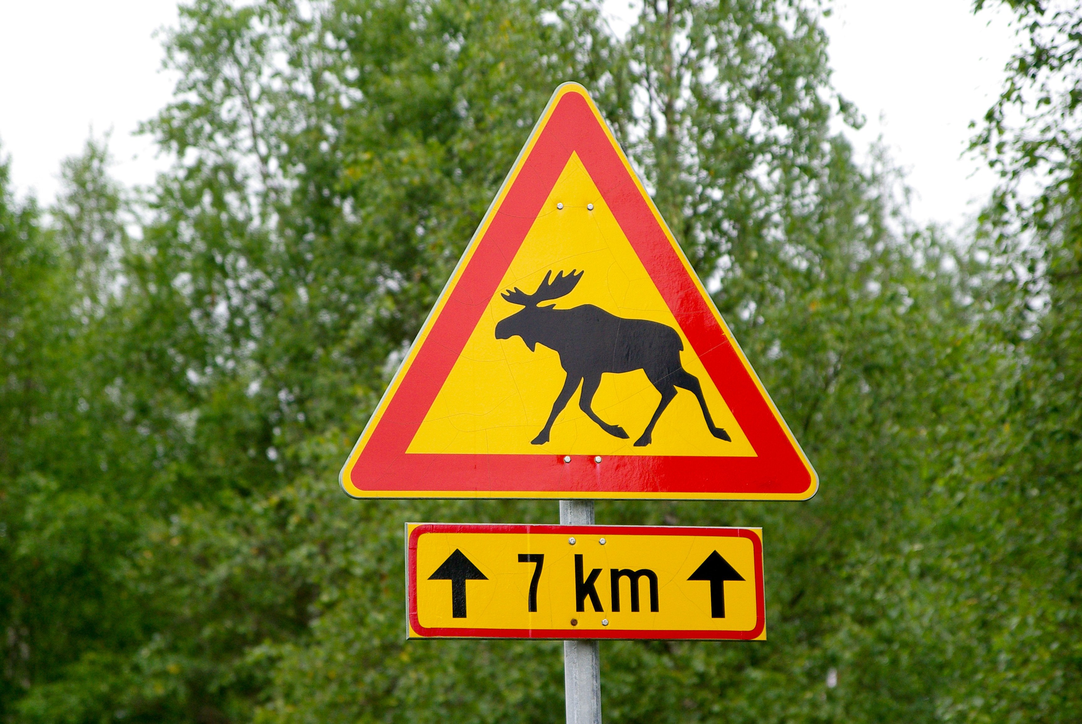 Что означает знак оленя. Знак Дикие животные. Знак Лось. Дорожный знак Дикие животные. Дорожный знак Лось.