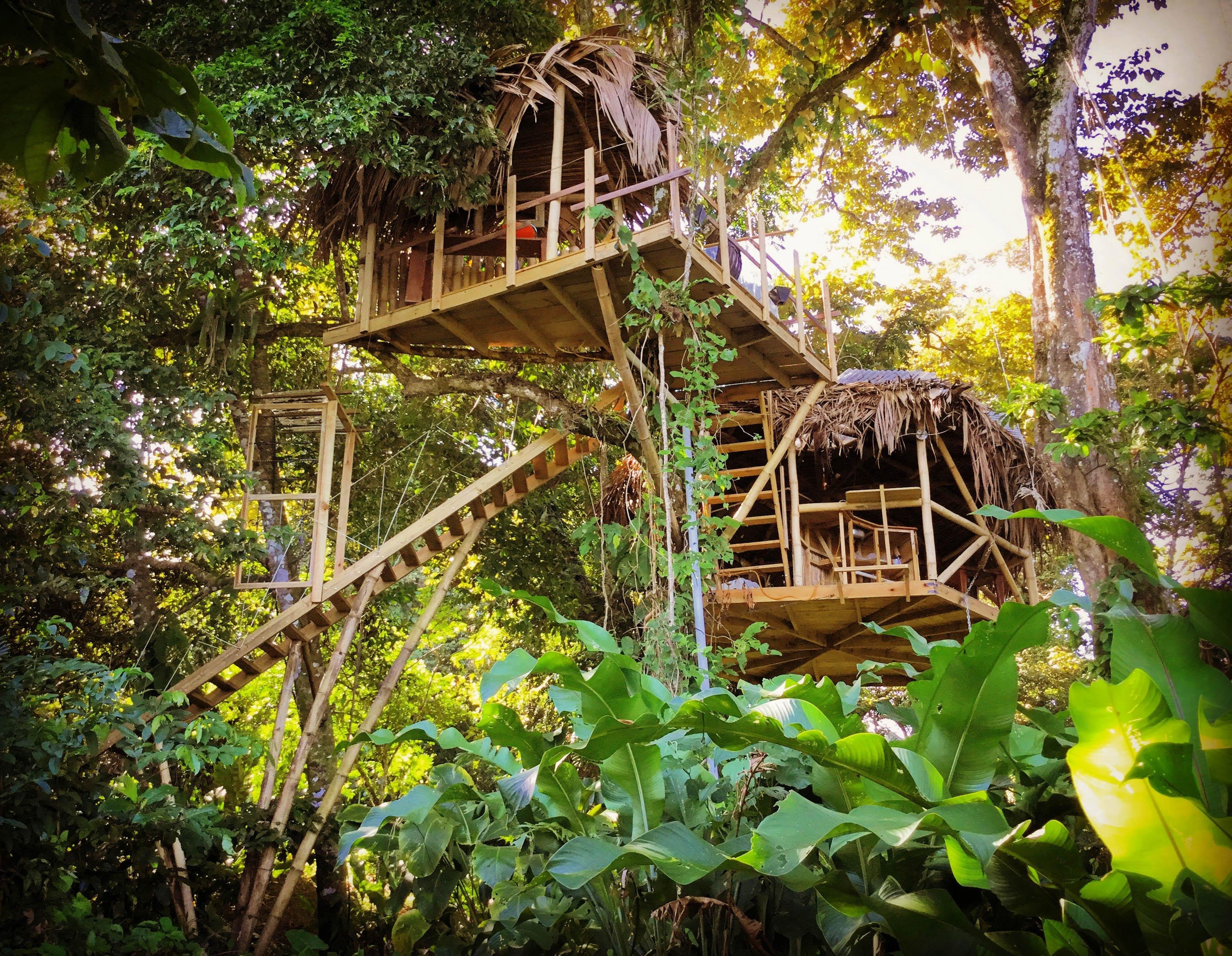 Жизнь на острове в джунглях. Коста Рика отель в джунглях. Коста Рика люди Хижина. Finca Bellavista Коста Рика. Tree House Кишинев.