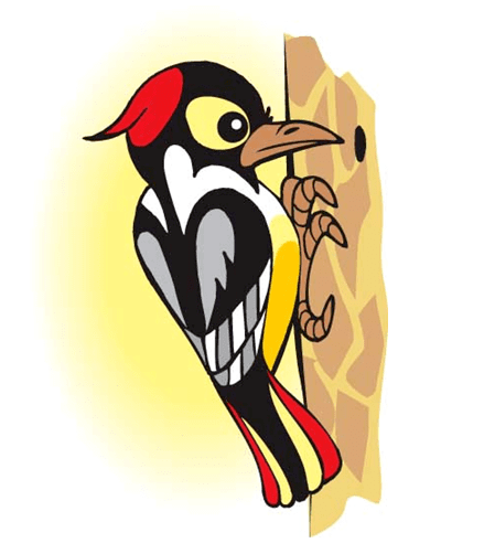 Дятел рисунок для детей