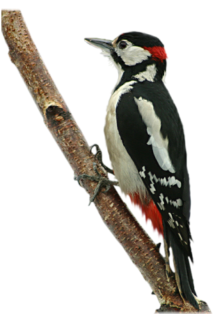 Дятел на белом фоне