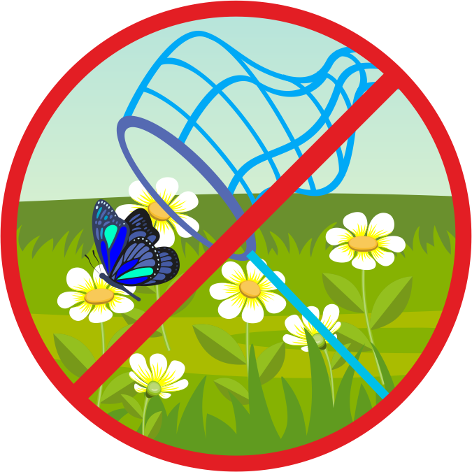 Экологические знаки для детей дошкольного возраста. Экологические знаки. Природоохранные знаки. Знак не ловить бабочек. Экологические знакики.