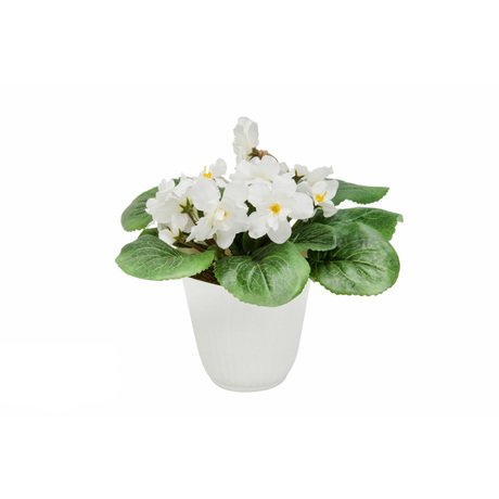 Фиалка белые цветы