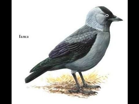 Галка картинка для детей на прозрачном фоне