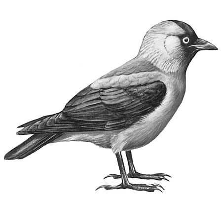 Галка раскраска