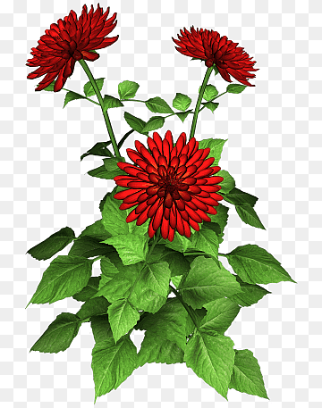 Георгина красная на прозрачном фоне