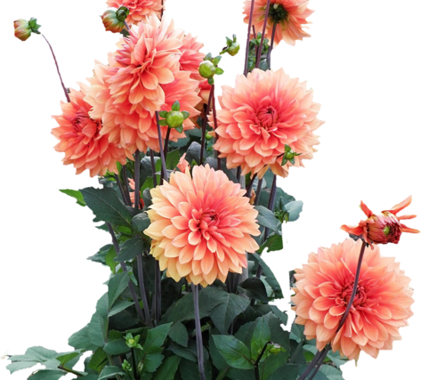 Куст георгины на белом фоне