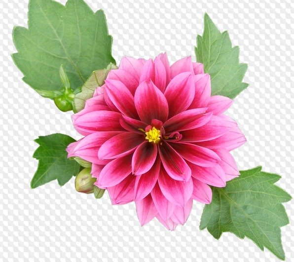 Георгин для детей